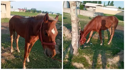 Метис лошади и осла - 70 фото