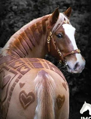 Возбужденный Молодой Мальчик Кормления Пони Лошадь — стоковые фотографии и  другие картинки Лошадь - Лошадь, 2-3 года, 4-5 лет - iStock