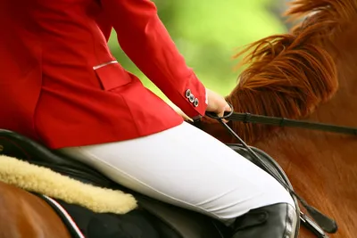 Приглашаем на курсы для тренеров конных клубов: \"Тренинг лошадей,  подготовка всадников\" - Федерация конного спорта Санкт-Петербурга