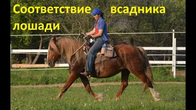 Семинар: \"Базовая подготовка лошади. Корректировка лошади в работе путем  упражнений и гимнастики. Коррекция посадки всадника\" - Федерация конного  спорта Санкт-Петербурга