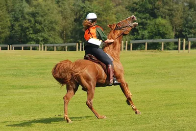 Dressage всадник на лошади в поле — одетый всадник, Обучение - Stock Photo  | #179052040
