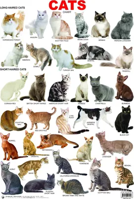 8 пород кошек с необычным внешним видом - Pets