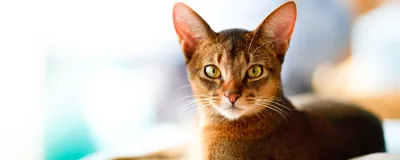ТОП 10 лучших пород кошек для квартиры и дома