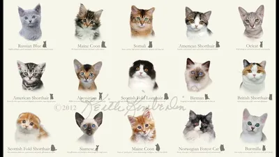 Названы 15 самых красивых пород кошек | Рейтинг - Питомцы Mail.ru