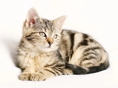 Необычные породы кошек с фотографиями: экзотичные и симпатичные
