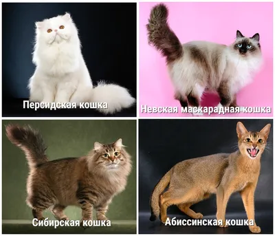 ТОП-10 самых популярных пород кошек в России | Про Кошек | Дзен