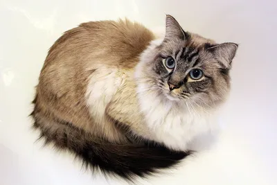 Кот: самец кошки, общее название для котов всех пород и видов» — создано в  Шедевруме
