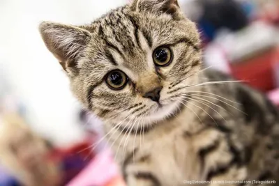 Породы кошек, живущих дольше всего: фото и описание