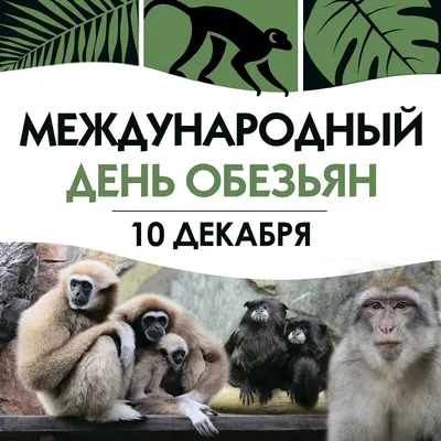 Удивительный народ – обезьяны всех пород - А знаете ли вы что… - ЦБС для  детей г. Севастополя