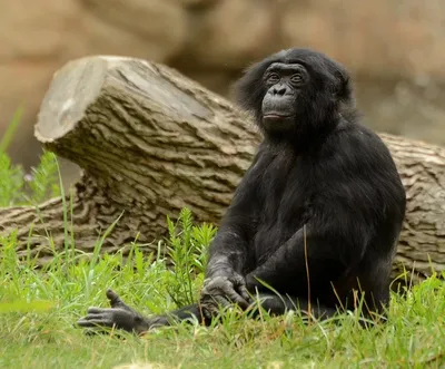 Топ-10 самых больших пород обезьян в мире | Интересные факты о кино | Дзен