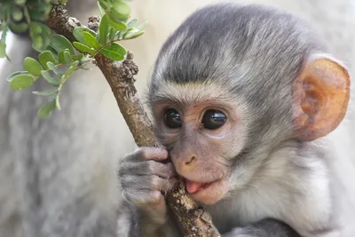 Среди всех видов обезьян, обитающих... - Алматинский зоопарк | Facebook