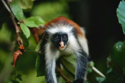 Виды обезьян: 🐒 фото с названиями и описанием