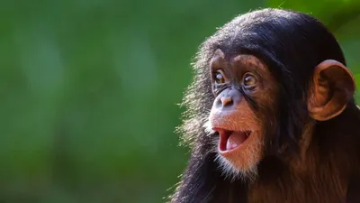 Орангутаны, шимпанзе, макаки: кто отмечает международный день обезьян в  ростовском зоопарке - KP.RU