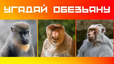 Легендарные обитатели леса: впечатляющие фото разнообразных обезьян | Всех  пород обезьян Фото №1439702 скачать