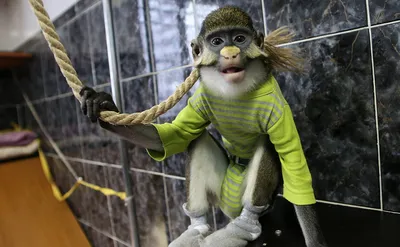 Поющий гиббон и одна из самых красивых в мире мартышек приехали на выставку  обезьян в город Ульяновск