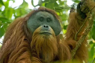 Легендарные обитатели леса: впечатляющие фото разнообразных обезьян | Всех  пород обезьян Фото №1439702 скачать