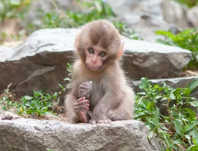 Дети крон: как живут игрунковые — самые маленькие обезьяны на Земле |  Вокруг Света