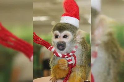 Дети крон: как живут игрунковые — самые маленькие обезьяны на Земле |  Вокруг Света