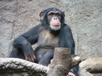 Как живётся обезьянам в Новосибирском зоопарке | Свидетель