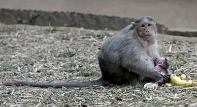 Шимпанзе | Планета обезьян вики | Fandom