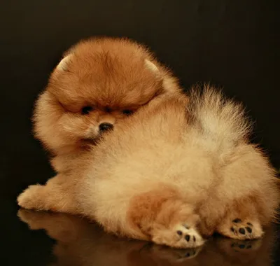 Как выглядят щенки разных пород (милота!!!) | PetGlobals.com | Дзен