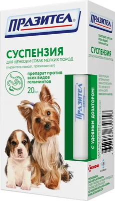 Зубы у собаки – строение челюсти и рекомендации по уходу – ProPlan.ru