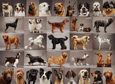 Собаки всех пород (61 фото) - картинки sobakovod.club