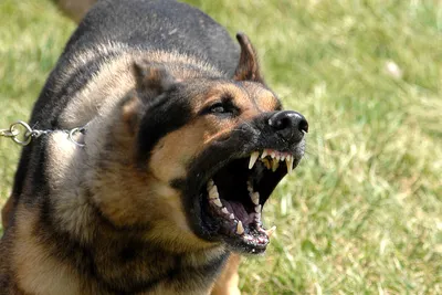 7 самых громких пород собак! | ЗверЮга - мир животных | Дзен