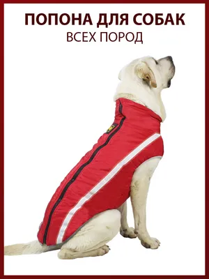 В Тамбове прошли две Всероссийские выставки собак всех пород | ИА  “ОнлайнТамбов.ру”