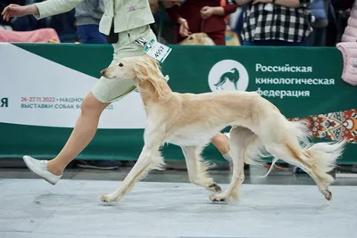 Стали известны победители выставки собак всех пород «Россия-2022» |  Ветеринария и жизнь