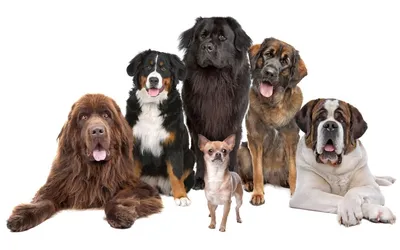 Топ 3 крутейшие породы собак, которые невозможно купить в России | Домашние  питомцы | Дзен