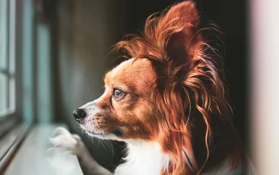 Топ самых красивых собак в мире | Интересные факты | Дзен