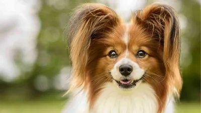 Названа самая уродливая собака Великобритании: Звери: Из жизни: Lenta.ru