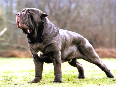 Самые популярные породы собак в мире: ТОП-20 с фото и описанием
