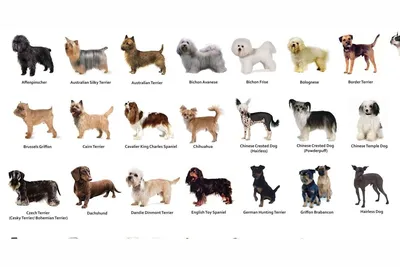 Самые дорогие породы собак в мире. | Нюська с хвостиками | Дзен