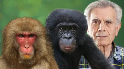 Бонобо – самые умные обезьяны на планете | Записки Филина | Дзен