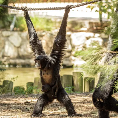 Среди всех видов обезьян, обитающих... - Алматинский зоопарк | Facebook