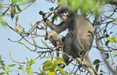 Зоологи открыли в Мьянме новый вид обезьян