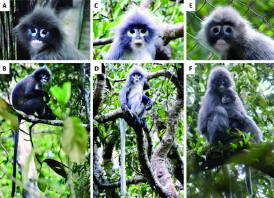 Новости зоологии - ученые нашли редкий вид обезьян благодаря калу и чучелам