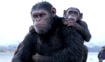 Мартышки-гусары — самые злые обезьяны