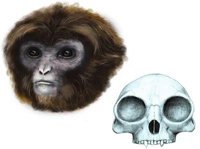 Предок обезьян и человека весил не больше пяти килограмм