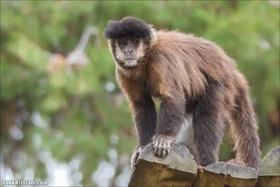 Предок всех человекообразных обезьян был неожиданно маленьким
