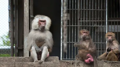В мире обезьян | Пикабу