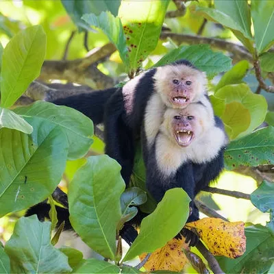 Самый необыкновенный вид обезьян | Фантастические твари | Дзен