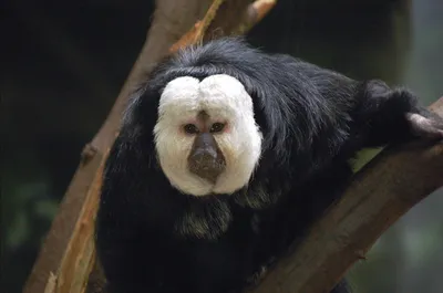 Зоопарк Сингапура: как живут обезьяны? – OrchidDream