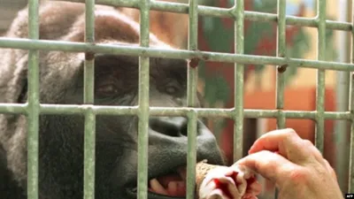 27 лет заботы и любви: О маме обезьян из зоопарка Алматы
