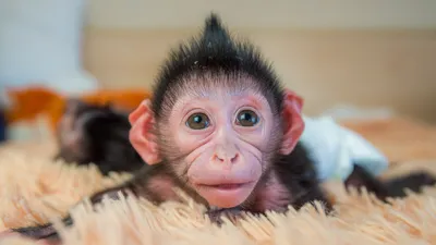 Редкий вид обезьян обнаружили в Китае - ДВ-РОСС - новости Дальнего Востока