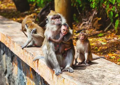 Ребёнок от человека и обезьяны