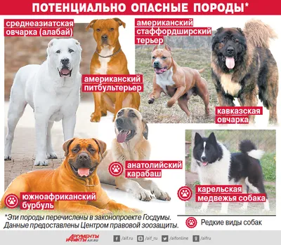 В Украине обновили список опасных пород собак: кого исключили — УСІ Online