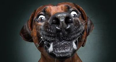 5 самых опасных пород собак – перечень с описанием - Pets